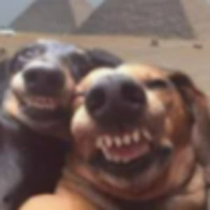 Meet your Posher, Anne